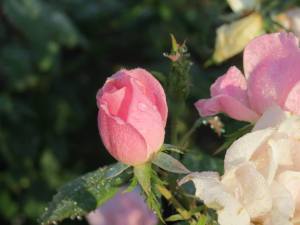 10514534_10203811435543108_445943395671804126_n