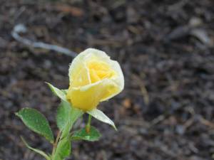 10468101_10203811432743038_355901074346292355_n