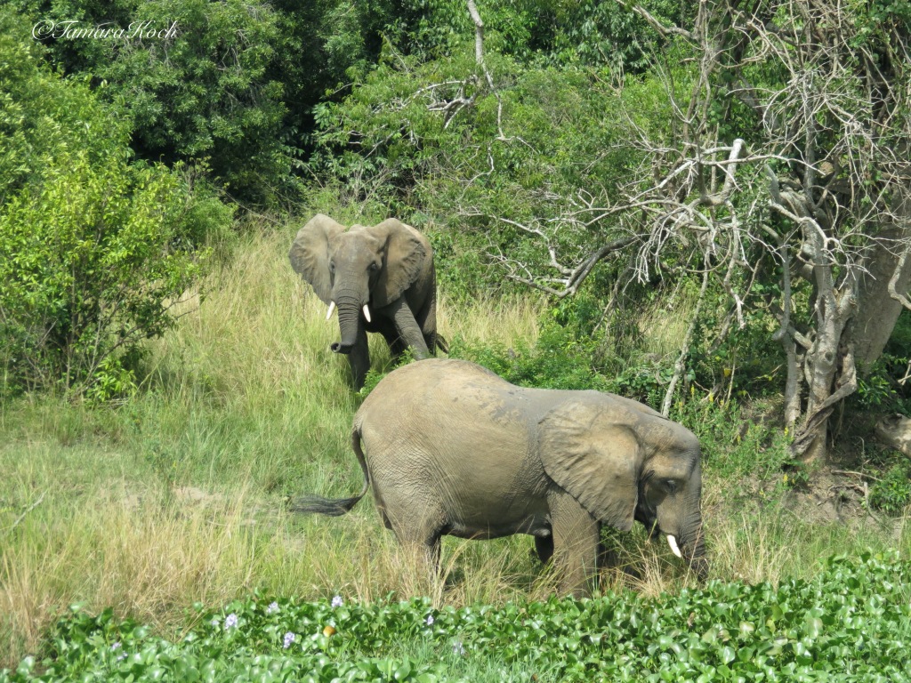 November 2023 – safari in Uganda
