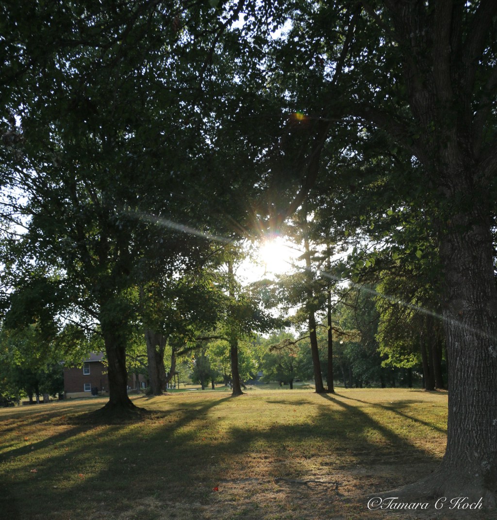 037 Trees, Sun,&nbsp;Flowers